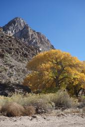 Golden cottonwoods near elgin [wed nov 22 11:26:53 pst 2017]